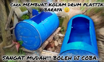 Drum Plastik Jadi Kolam? Ini Cara Budidaya Ikannya