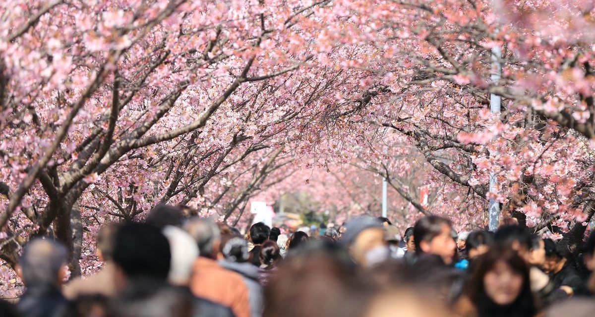 Ledakan Turis Picu Pembatalan Festival Sakura Di Gunung Fuji