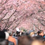 Ledakan Turis Picu Pembatalan Festival Sakura Di Gunung Fuji