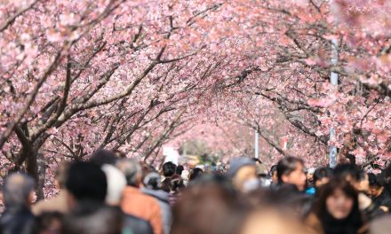 Ledakan Turis Picu Pembatalan Festival Sakura Di Gunung Fuji