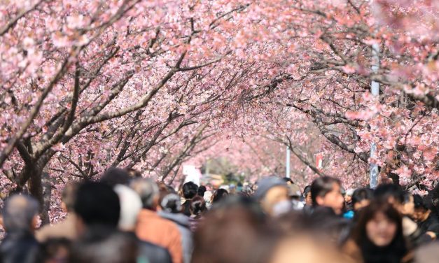 Ledakan Turis Picu Pembatalan Festival Sakura Di Gunung Fuji
