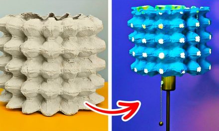 Dari Sampah Jadi Berkah: Wadah Telur Bekas Bisa Jadi Apa Saja?