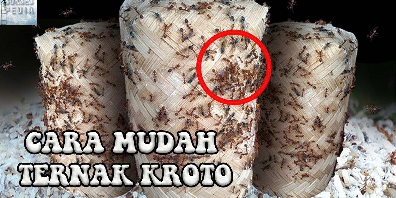 Cara Sukses Beternak Kroto Di Rumah Meski Modal Terbatas