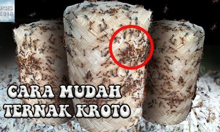 Cara Sukses Beternak Kroto Di Rumah Meski Modal Terbatas