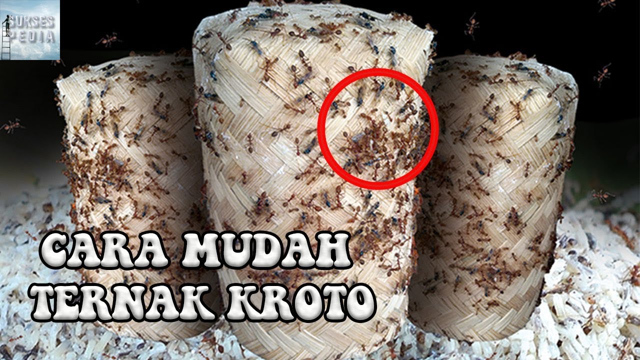 Cara Sukses Beternak Kroto