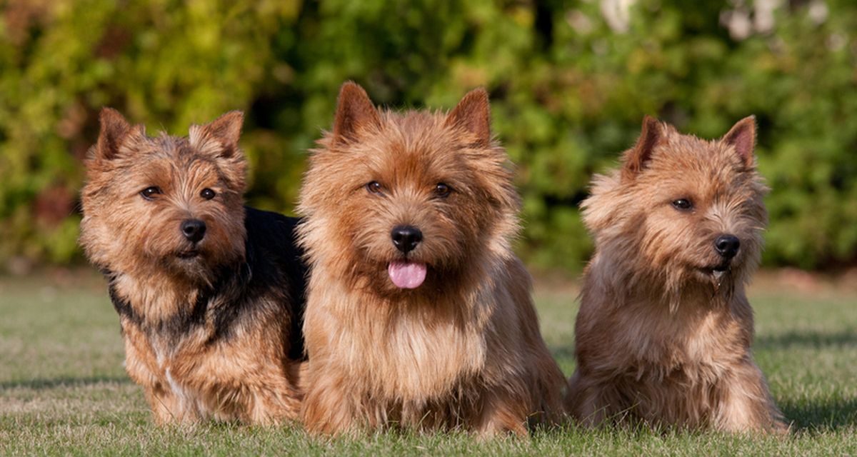 5 Jenis Anjing Lucu Dan Menggemaskan Cocok Untuk Di Pelihara