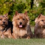 5 Jenis Anjing Lucu Dan Menggemaskan Cocok Untuk Di Pelihara