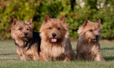 5 Jenis Anjing Lucu Dan Menggemaskan Cocok Untuk Di Pelihara