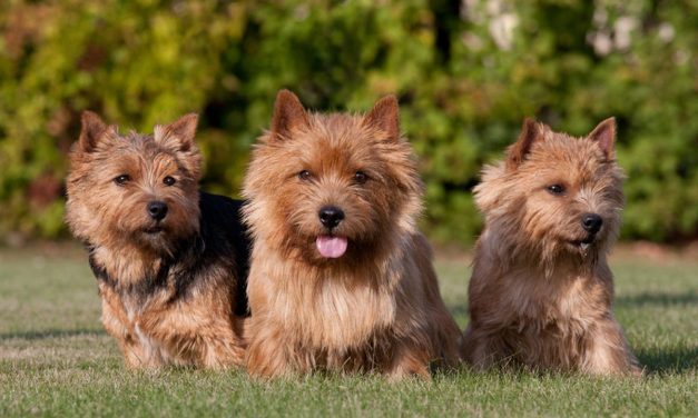5 Jenis Anjing Lucu Dan Menggemaskan Cocok Untuk Di Pelihara