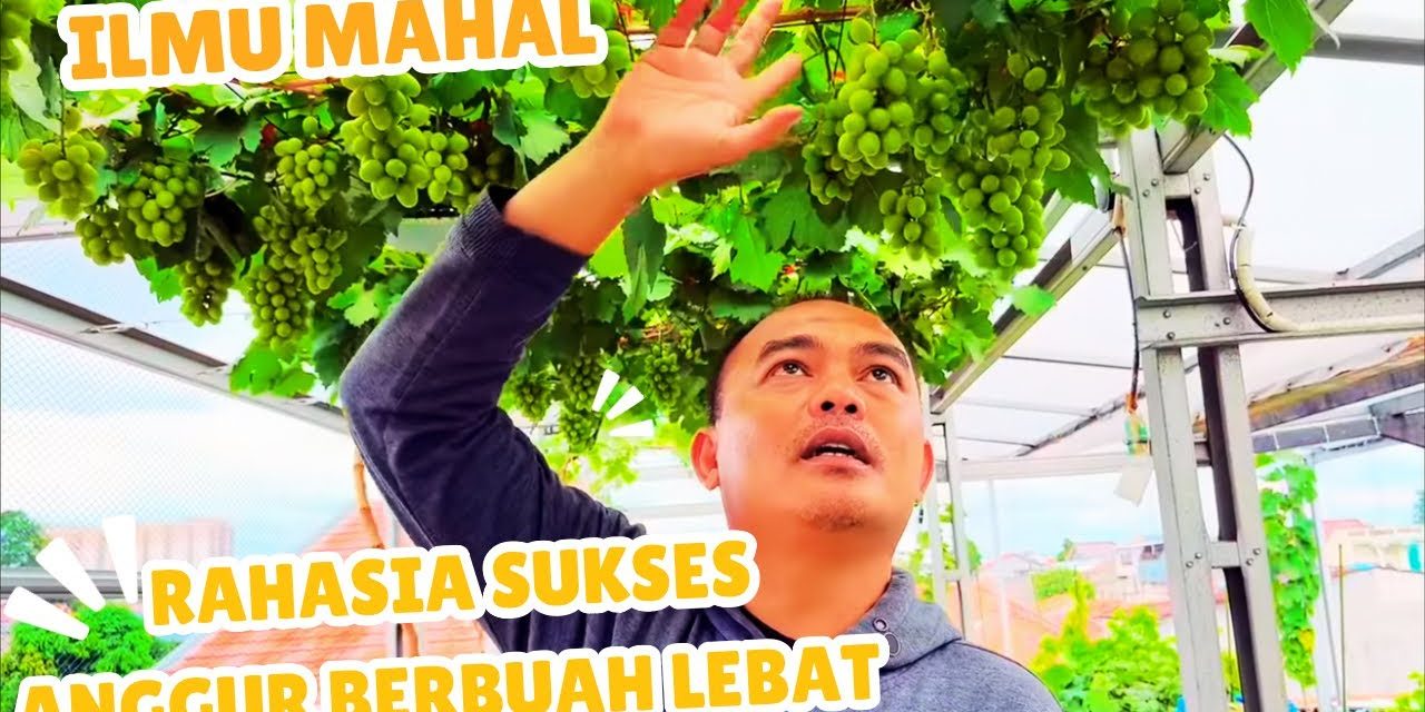 Trik Petani Sukses Cara Membuat Anggur Berbuah Lebat Maksimal