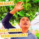 Trik Petani Sukses Cara Membuat Anggur Berbuah Lebat Maksimal