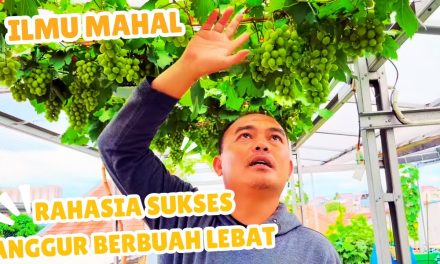 Trik Petani Sukses Cara Membuat Anggur Berbuah Lebat Maksimal