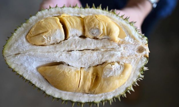 Menkes Ingatkan Resiko Kombinasi Durian Dan Olahan Kambing