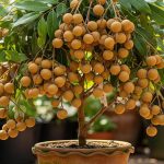 Pohon Kelengkeng: Simbol Rezeki, Cocok Dengan Weton Kliwon