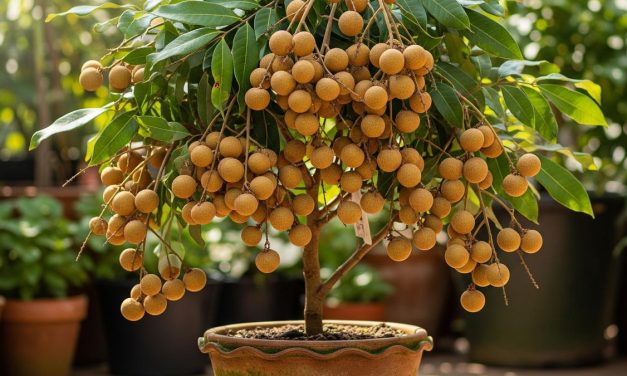 Pohon Kelengkeng: Simbol Rezeki, Cocok Dengan Weton Kliwon