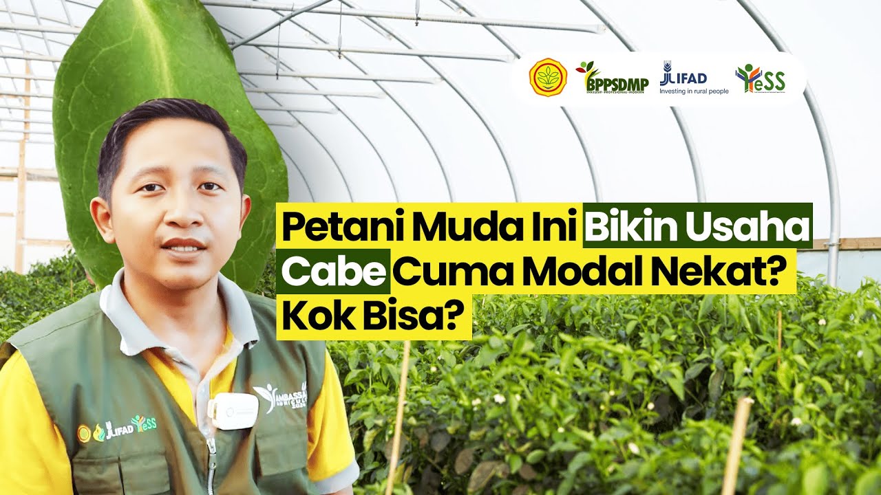Profesi Petani Cabai