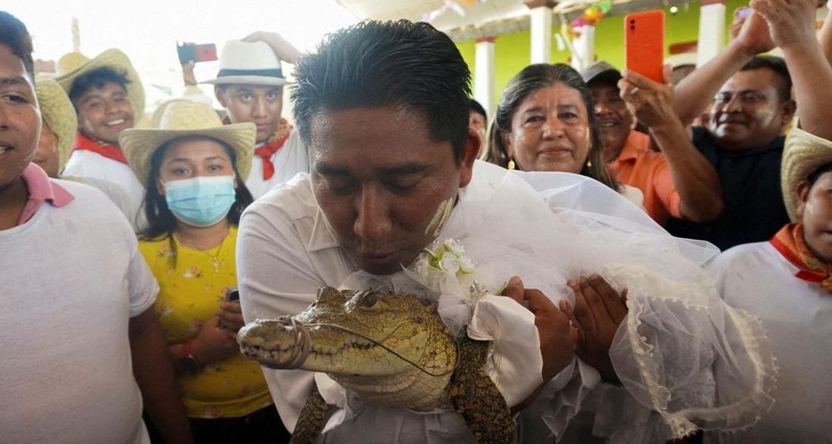 Unik! Walikota Meksiko Nikahi Buaya Betina Demi Kemakmuran