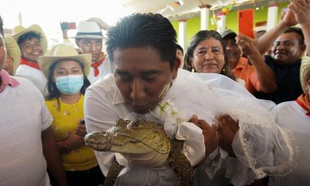 Unik! Walikota Meksiko Nikahi Buaya Betina Demi Kemakmuran
